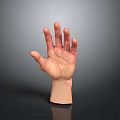 Realistic 3D Human Hand Model With Open Palm Detailed Texture And Reflection